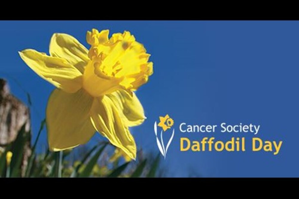 Daffodils for Daffodil Day