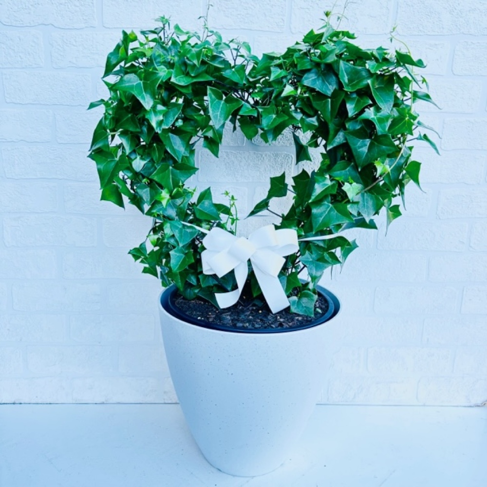 Heart Ivy