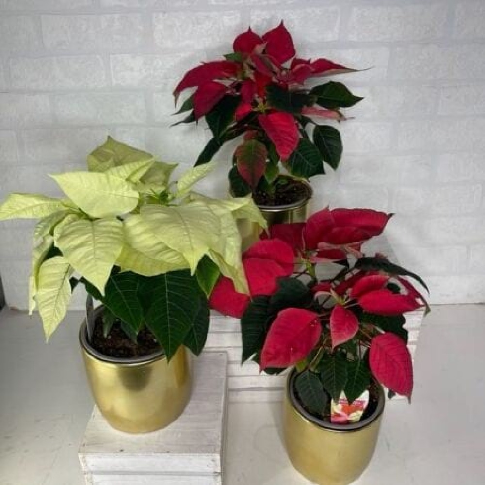 Poinsettia