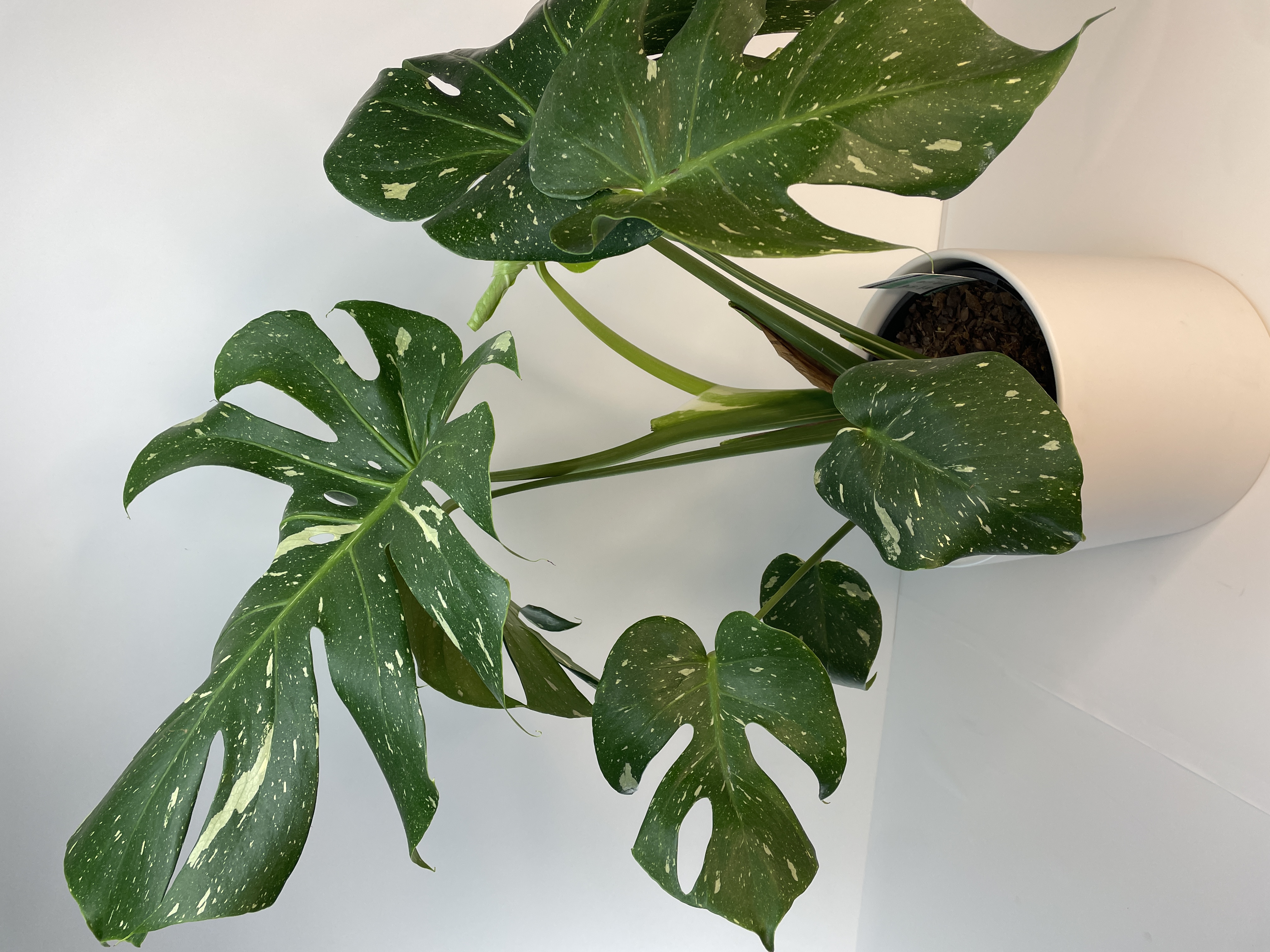 Monstera Variegated Potted Plant - Sought After!